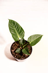 Anthurium veitchii